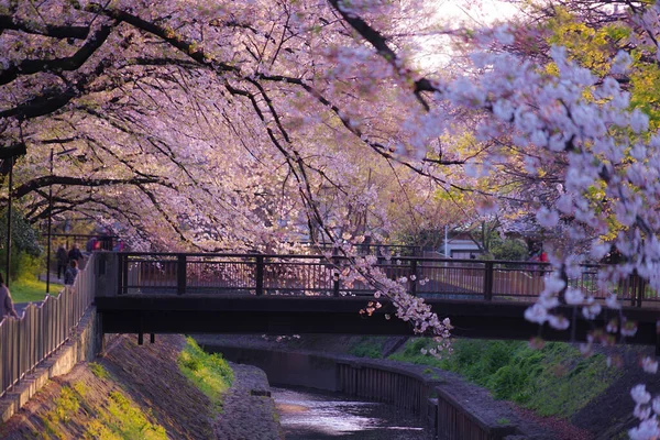 桜と夜の善福寺公園 — ストック写真