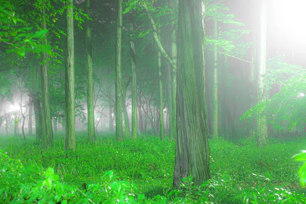 Parque Inokashira Que Estaba Envuelto Niebla — Foto de Stock