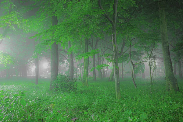 Inokashira Park Che Stato Avvolto Nella Nebbia — Foto Stock