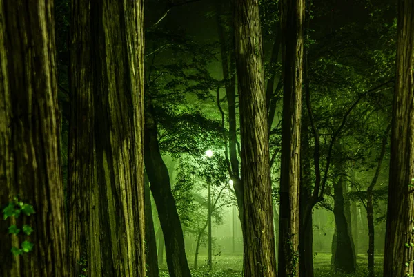 Inokashira Park Der Nebel Gehüllt War — Stockfoto