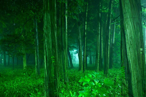 Parque Inokashira Que Foi Envolto Nevoeiro — Fotografia de Stock