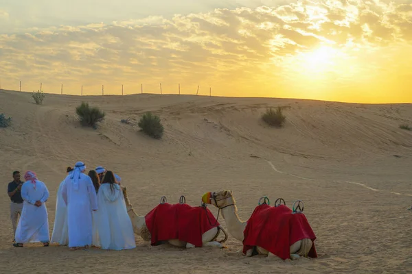 Της Αραβικής Καμήλας Της Ερήμου Ηνωμένα Αραβικά Εμιράτα — Φωτογραφία Αρχείου