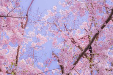 Kiraz ağacı ve mavi gökyüzü (düşük kontrastlı)