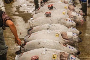 Tsukiji pazarının açık arttırması.