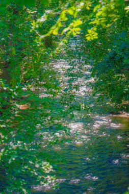 Tamagawa taze yeşile sarılmış.