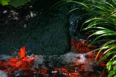 Şelaleye tırmanan sazan balığı resmi.