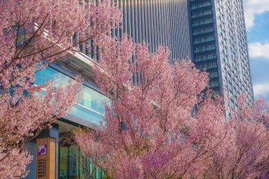 İnşaat grubunun Sakura 'sı ve Yotsuya' nın tomurcuğu