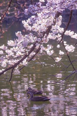 Ördek ve kiraz yüzer Inokashira göleti