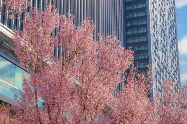 İnşaat grubunun Sakura 'sı ve Yotsuya' nın tomurcuğu