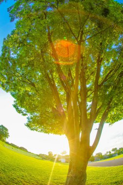 Büyük bir ağacın taze yeşilinin ışığı ve güneş.