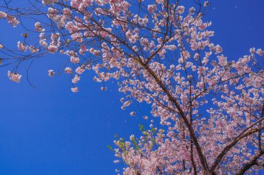 Güneşli gökyüzünün Sakura 'sı ve tam çiçek