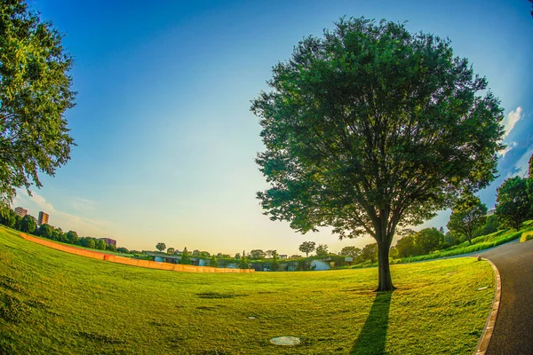 Light Fresh Green Large Tree Sun — Stock Photo, Image