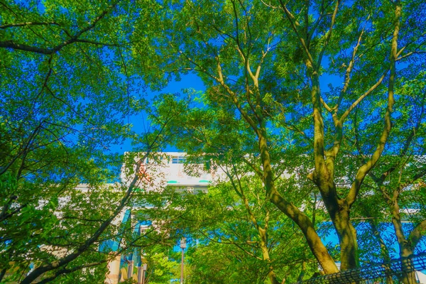 塔马加瓦和用新鲜绿色包裹的建筑物 — 图库照片