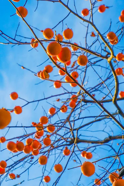 Хурма Деревья Голубое Небо Изображения — стоковое фото