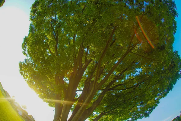 Luz Verde Fresco Uma Grande Árvore Sol — Fotografia de Stock
