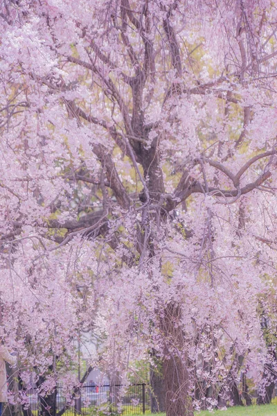 桜と青空の満開 コントラストが低い — ストック写真