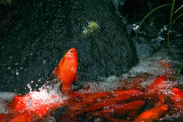 Carpa Imagem Para Escalada Cachoeira — Fotografia de Stock