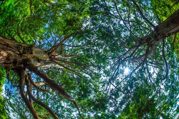 Frisches Grün Eines Großen Baumes Und Ein Sonniger Himmel — Stockfoto