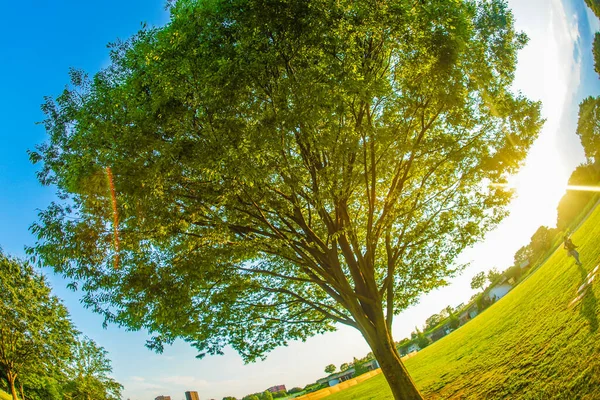 Luz Del Verde Fresco Gran Árbol Sol —  Fotos de Stock