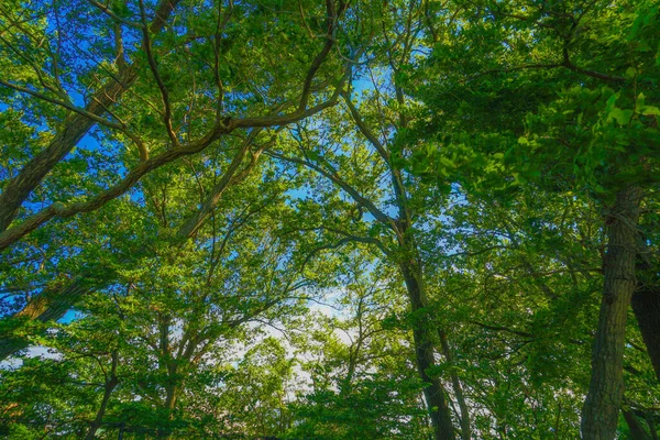 Tamagawa Buildings Wrapped Fresh Green — Stock Photo, Image