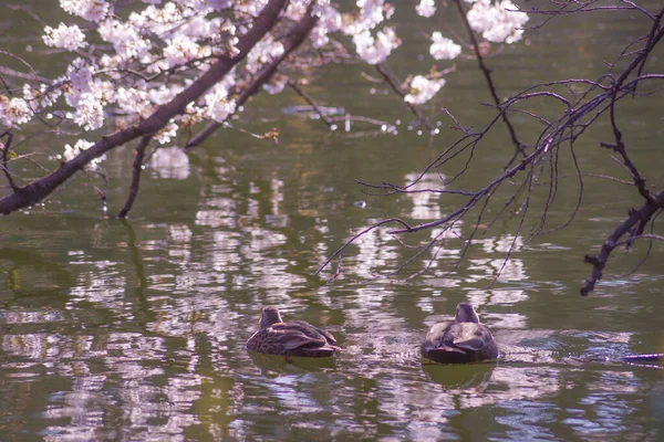アヒルと桜が井の頭池を泳ぐ — ストック写真