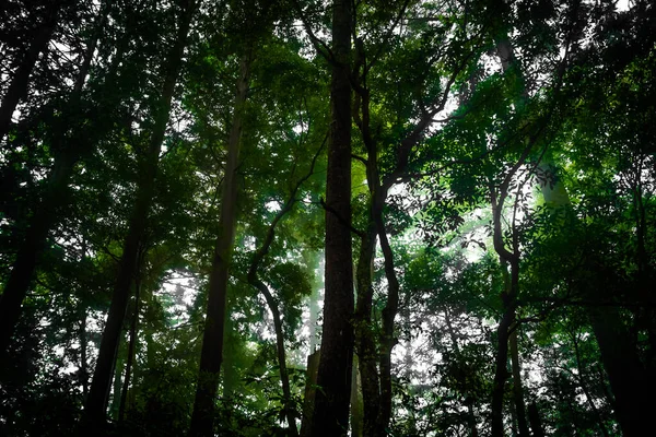 Floresta Era Imagem Densa Takao — Fotografia de Stock