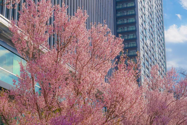 Sakura Der Baugruppe Und Die Volle Blüte Von Yotsuya — Stockfoto