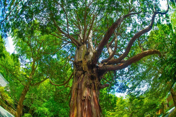 Verde Fresco Árbol Grande Cielo Soleado — Foto de Stock