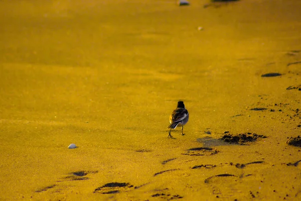 Stranden Lyses Upp Solnedgången Och Fågeln Siluett — Stockfoto