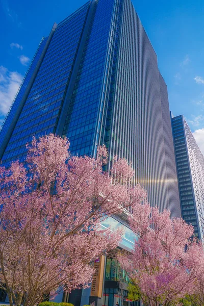 Sakura Stavební Skupiny Plný Květ Yotsuya — Stock fotografie