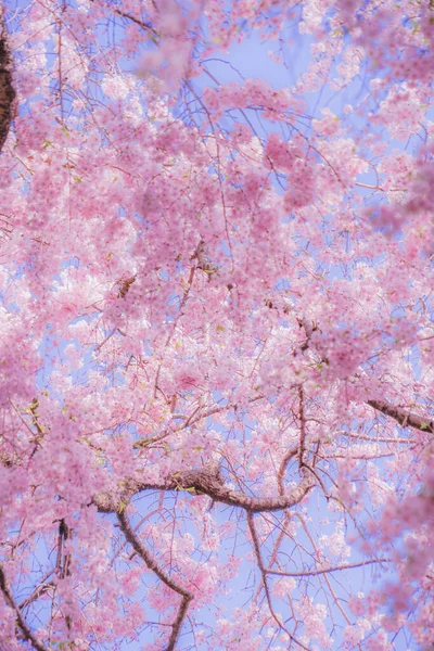 Floração Completa Cerejeira Céu Azul Baixo Contraste — Fotografia de Stock