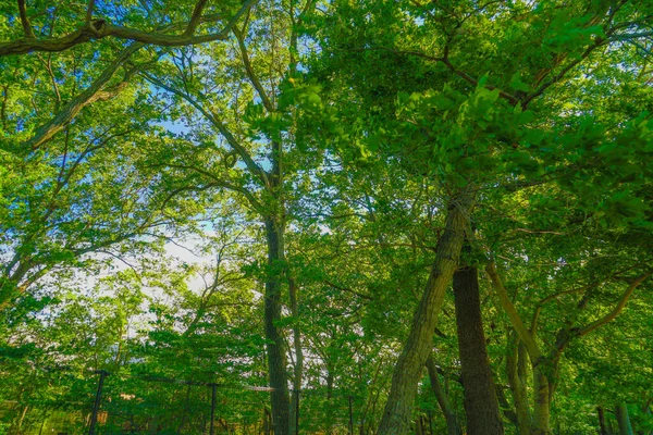 Тамаґава Загорнута Зелене — стокове фото