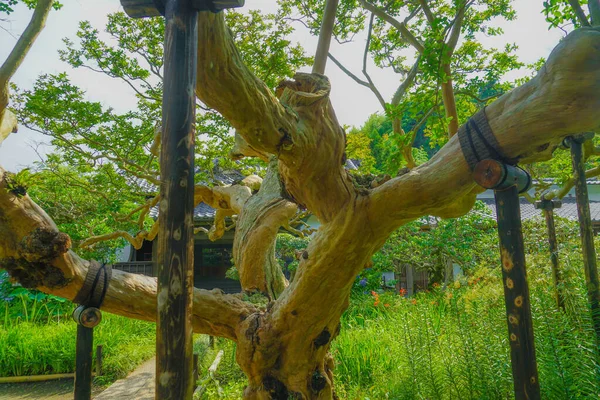 Kamakura Gokurakuji的新鲜绿色图像 — 图库照片