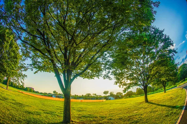 Luz Del Verde Fresco Gran Árbol Sol —  Fotos de Stock