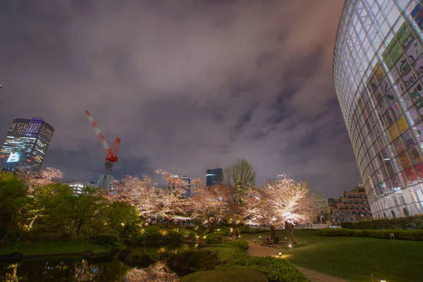 Ver Flores Cerezo Noche Roppongi Plena Floración —  Fotos de Stock