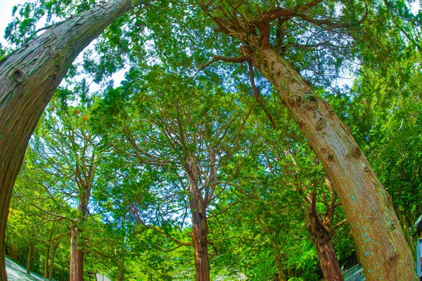 Čerstvě Zelená Velkého Stromu Slunné Oblohy — Stock fotografie