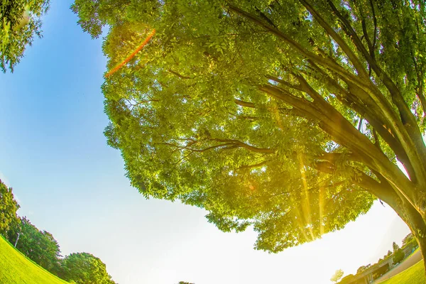 Luz Del Verde Fresco Gran Árbol Sol —  Fotos de Stock