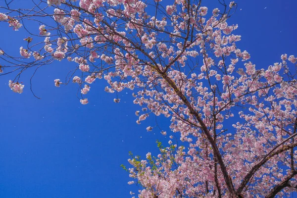 Sakura Von Sonnigem Himmel Und Voller Blüte — Stockfoto