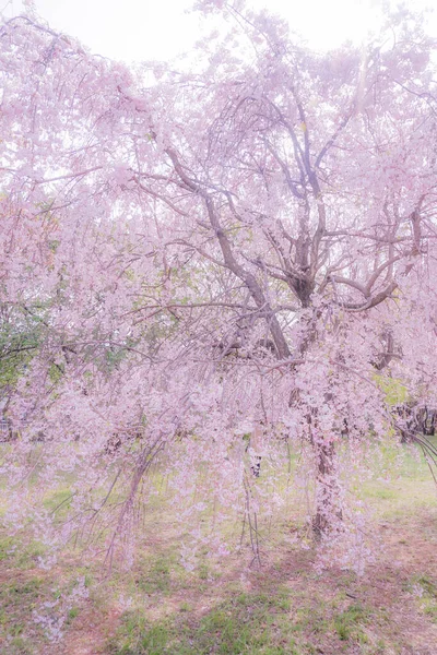 Full Blom Körsbärsträdet Och Den Blå Himlen Låg Kontrast — Stockfoto
