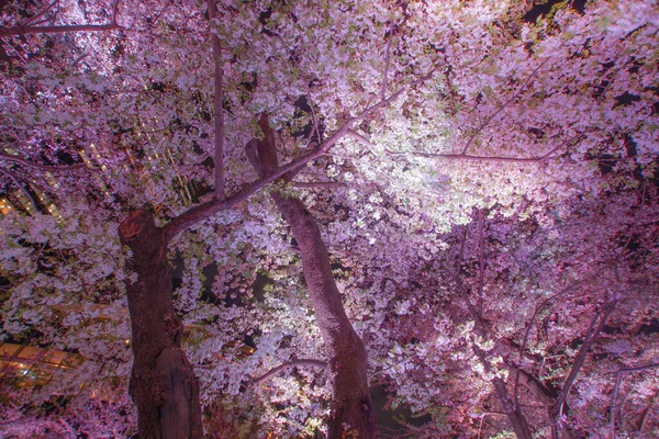 Andare Vedere Fiori Ciliegio Notte Roppongi Piena Fioritura — Foto Stock