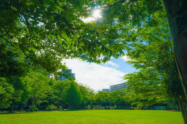 Akishima Tsutsujigaoka Parkının Taze Yeşili — Stok fotoğraf