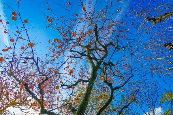 Persimmon Trees Blue Sky Image — Stock Photo, Image