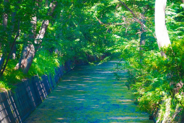 Tamagawa Zabalená Čerstvé Zelené — Stock fotografie