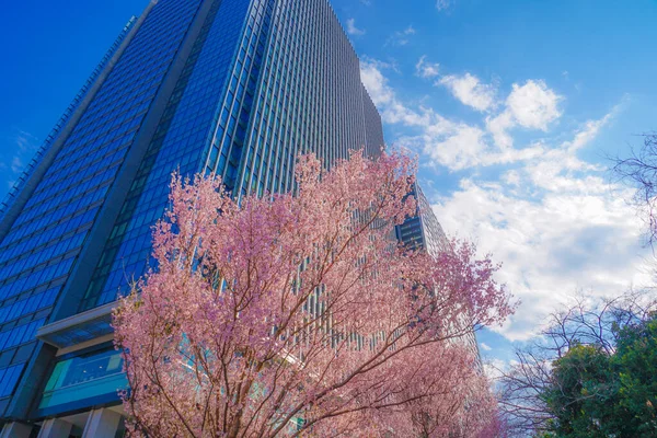 Sakura of building group and the full bloom of Yotsuya