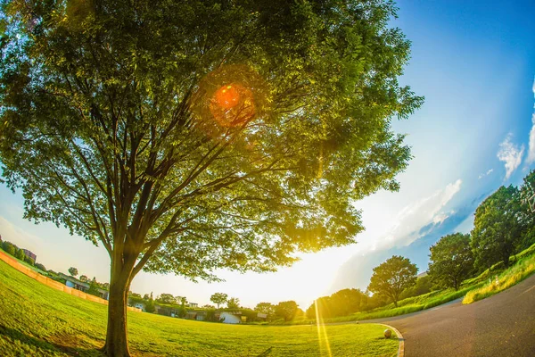 Luz Verde Fresco Uma Grande Árvore Sol — Fotografia de Stock