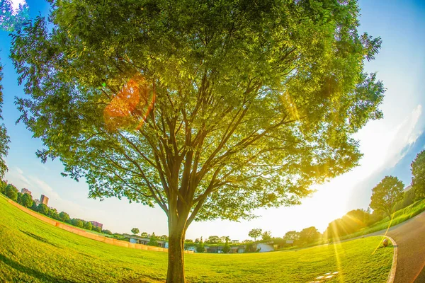 Luz Verde Fresco Uma Grande Árvore Sol — Fotografia de Stock