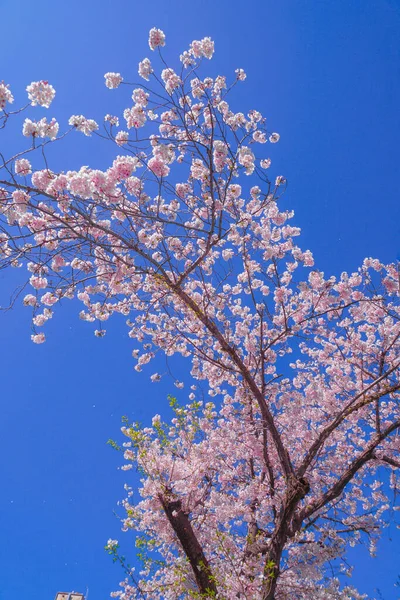 Sakura Von Sonnigem Himmel Und Voller Blüte — Stockfoto