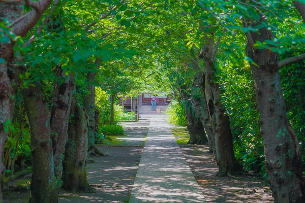 Fresh green image of Kamakura-Gokurakuji