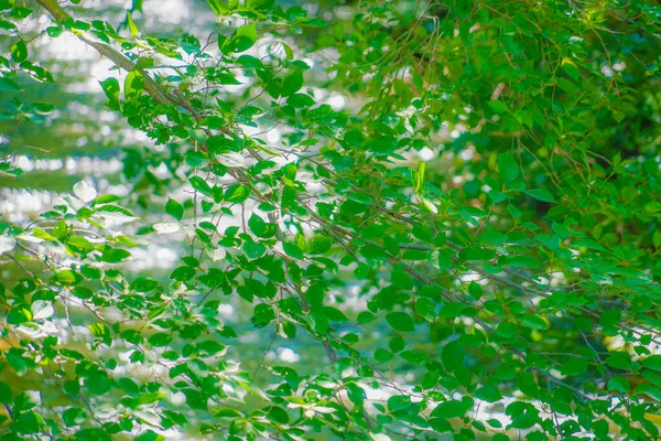 Tamagawa Frisches Grün Gehüllt — Stockfoto