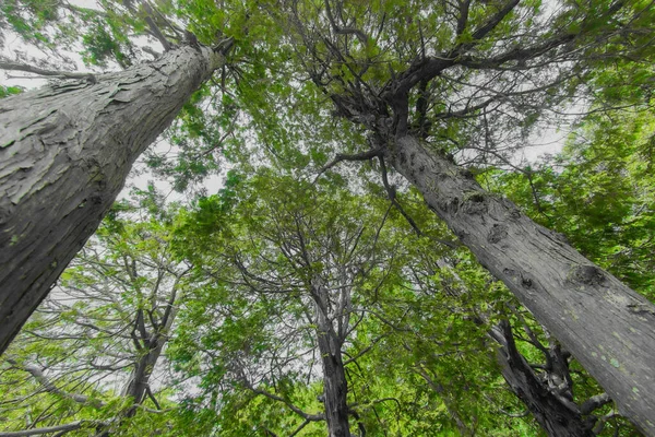 나무의 초록빛과 — 스톡 사진